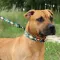 Нашийник для Собак BronzeDog Urban Нейлоновий з Пластиковою Пряжкою Ромби S — Фото 17