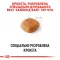 Сухий корм Royal Canin WESTIE ADULT для дорослих собак породи Вест-хайленд-вайт-тер'єр 3 кг — Фото 9