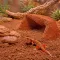 Глиняний порошок для тераріумного субстрату Hobby Terrano Clay Powder Red 1,3 кг (33210) — Фото 18