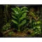 Штучна рослина Hobby Marantha Tree 55 см (37708) для тераріуму, акватераріуму та палюдаріуму — Фото 5