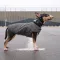 Жилет Pet Fashion «E.Vest» для собак, розмір XL, сірий — Фото 11