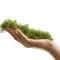 Натуральний мох торф’яний Terrario ForestHeart Sphagnum Moss 100г для тераріумів та орхідей — Фото 18