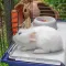 Ferplast CAGE RABBIT 120 (*1) Клітка для кролів — Фото 18