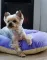 Лежак-подушка зефір №2 Фіолетово-кремовий Luсky Pet, 50х70 — Фото 5