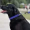 Нашийник для Собак Мартингейл BronzeDog Active нейлоновий зі світловідбиттям Синій L — Фото 10