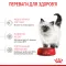 Сухий корм Royal Canin KITTEN для кошенят всіх порід 10 кг — Фото 11