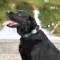Нашийник для Собак Мартінґейл BronzeDog Urban Нейлоновий з Металевою Фурнітурою Ацтеки XL — Фото 16