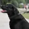 Нашийник для Собак Мартингейл BronzeDog Active нейлоновий зі світловідбиттям Чорний L — Фото 9