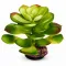 Штучна рослина Hobby Terra Succulent 4 17 см (37733) для тераріуму, акватераріуму та палюдаріуму — Фото 3