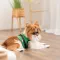 Шлея Ross ТМ Pet Fashion для собак XS зелена — Фото 8