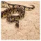 Субстрат з тополі 2.4л Repti-Zoo Aspen Snake Bedding (SB001) — Фото 8