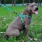 Повідець для Собак Bronzedog Urban Кісточка Нейлоновий Бірюзовий M — Фото 9
