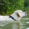 Нашийник для собак водостійкий WAUDOG Waterproof c QR паспортом, пластикова пряжка-фастекс, Ш 25 мм, Дов 38-58 см, чорний — Фото 5