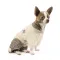 Костюм Pet Fashion «Флер» для собак, розмір M, пудровий — Фото 2