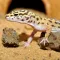 HABISTAT LEOPARD GECKO BEDDING 5 KG (R4100125) субстрат для геконів — Фото 4