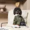 Дощовик Pet Fashion «Jimi» для собак, розмір M, зелений (лімітована серія) — Фото 11