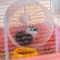 Ferplast CAGE CRICETI 9 PRINCESS WH(x1) Клітка для хом'яків з декором — Фото 13