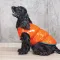 Жилет Pet Fashion «Spring» для собак, розмір XS2, помаранчевий — Фото 12