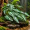 Штучна рослина Hobby Calathea 2 40×20 см (37715) для тераріуму, акватераріуму та палюдаріуму — Фото 7