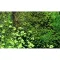 Бавовна з тропічних лісів Wacool Rainforest Plant Cotton M 29х29см (YZM003) — Фото 19