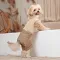 Шлея-костюм Darcy ТМ Pet Fashion для собак XS2 бежева — Фото 15