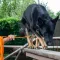 Повідець для Собак Bronzedog Active зі Шнура Тренувальний Помаранчевий L — Фото 18