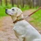 Нашийник для собак шкіряний WAUDOG Soft з QR паспортом, з шипами, Ш 20 мм, Дов 30-39 см коричневий — Фото 6