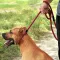 Повідець-Зашморг для Собак Bronzedog Active з Альпіністського Шнура Тренувальний Чорно-Червоний L/XL — Фото 14