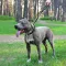 Короткий Повідець для Собак Bronzedog Active з Альпіністського Шнура Світловідбиваючий Чорно-Блакитний L/XL — Фото 11