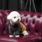 Толстовка Pet Fashion «Rollie» для собак, розмір S, бежева/сіра (лімітована серія) — Фото 11