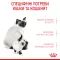 Сухий корм Royal Canin MOTHER&BABYCAT для кошенят всіх порід 0,4 кг — Фото 10