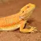 HABISTAT BEARDED DRAGON BEDDING 10 KG (R4100120) субстрат для бородатих агам — Фото 5
