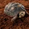Підкладка з кокосового волокна Repti-Zoo Coconut fiber Substrate 4л (SB650S) — Фото 16