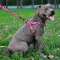 Шлея для Собак BronzeDog Urban Кісточка Нейлонова Рожева M — Фото 9