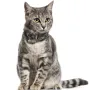 Нашийник для котів шкіряний Classic одинарний з срібним тисненням Море Чорний 2XS Нашийник для котів шкіряний Classic одинарний з срібним тисненням Море Чорний 2XS