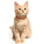 Нашийник для котів шкіряний Classic одинарний з золотим тисненням Море Червоний 2XS Нашийник для котів шкіряний Classic одинарний з золотим тисненням Море Червоний 2XS